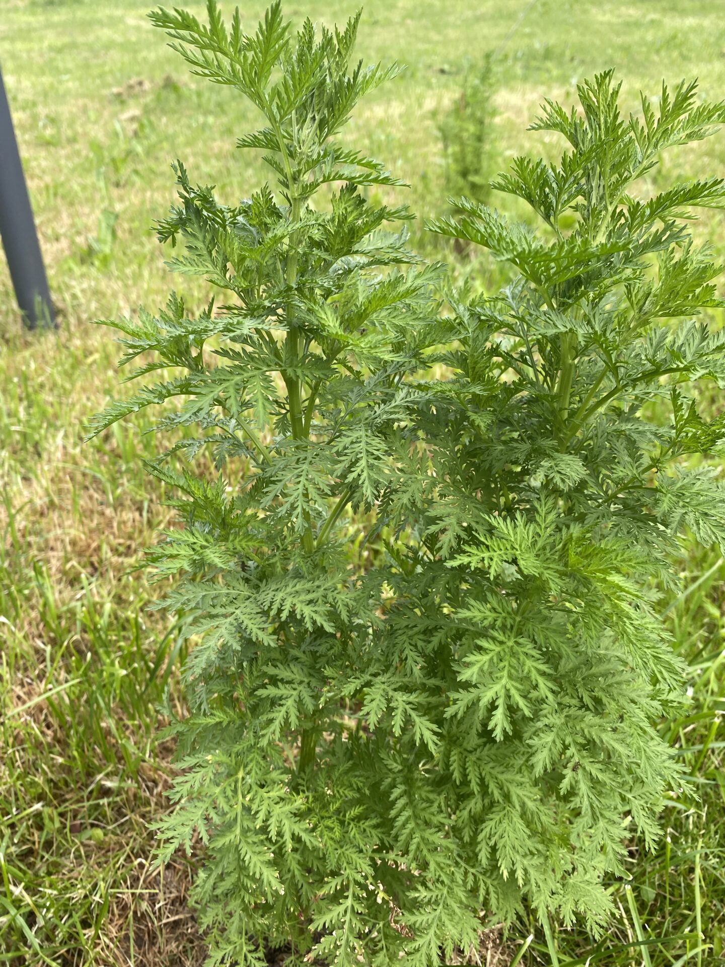 Artemisia annua – Bild 4