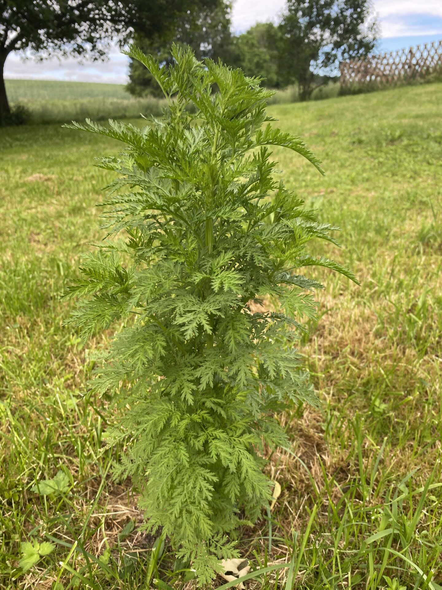 Artemisia annua – Bild 6