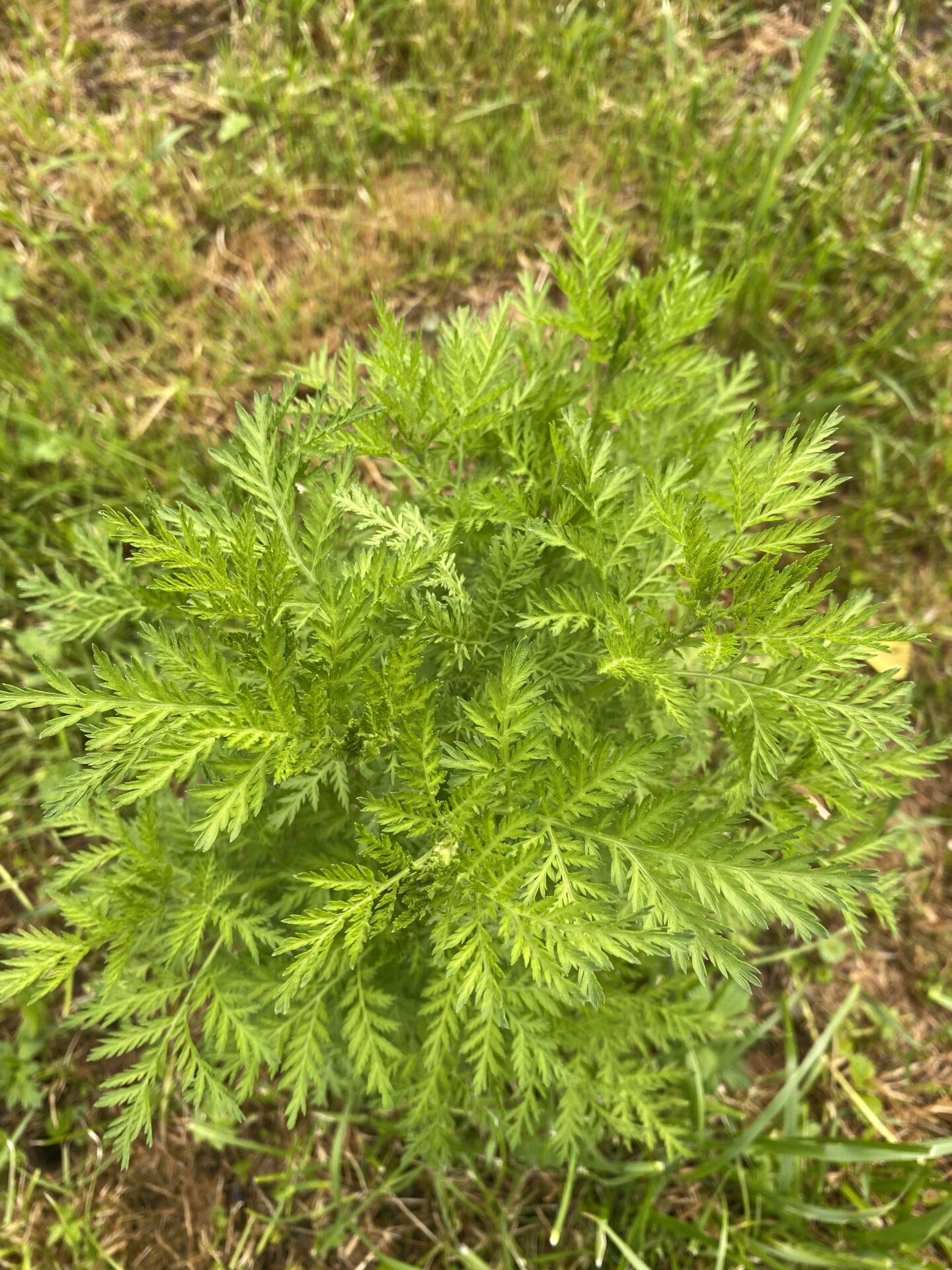 Artemisia annua – Bild 5